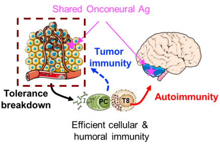 Tumor Immune System